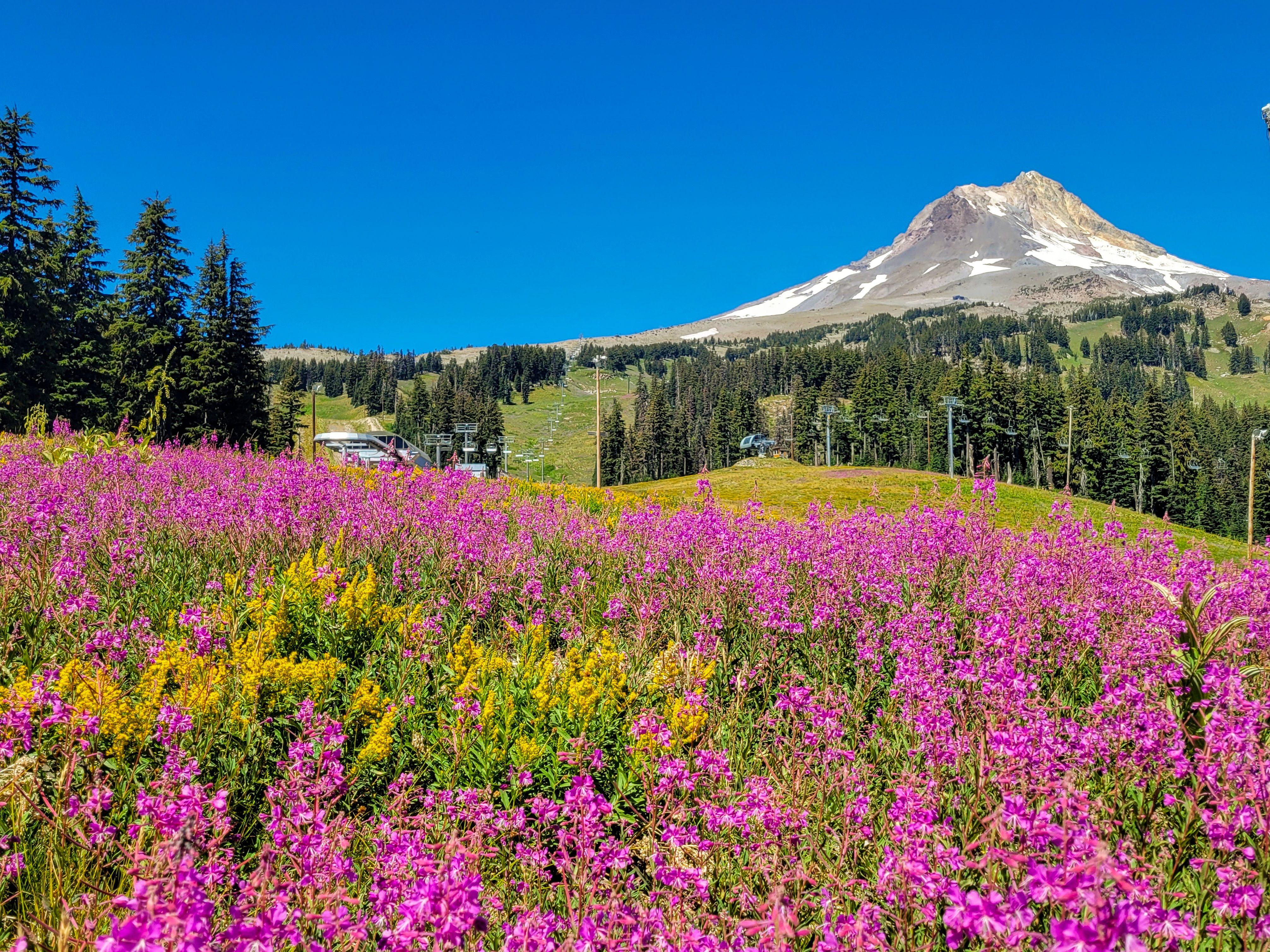Mt. Hood Meadows Ski and Summer Resort | Meadows